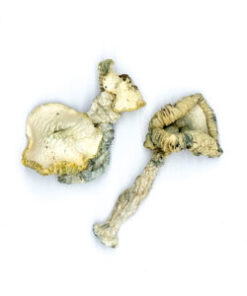 Albino Huautla Magische Paddenstoelen