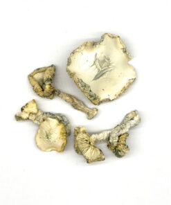 Albino Huautla Magische Paddenstoelen
