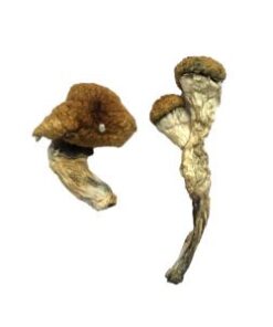 Amazone magische paddenstoelen
