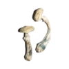 Avery's Albino-magische paddenstoelen