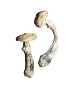 Avery's Albino-magische paddenstoelen