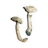 Avery's Albino-magische paddenstoelen