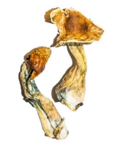 B+ Magische Paddestoelen