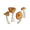 Birmese magische paddenstoelen