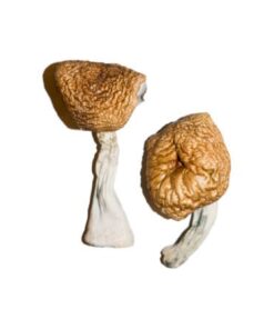 Birmese magische paddenstoelen