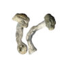 Fisher Magische Paddestoelen
