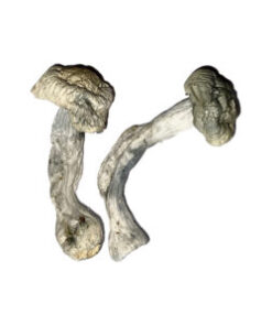 Fisher Magische Paddestoelen
