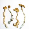 ### Golden Teacher Magic Mushrooms - Beschrijving **Golden Teacher Magic Mushrooms** behoren tot de meest populaire en veelvoorkomende soorten psilocybine-paddenstoelen. Ze zijn een favoriet onder psychonauten over de hele wereld vanwege de diepgaande psychedelische ervaring die ze bieden. Deze paddenstoelen zijn vooral bekend om hun sjamanistische eigenschappen of spirituele effecten, in plaats van enkel het "trippen", en bevatten gematigde hoeveelheden psilocybine en psilocine. De schitterende gouden hoeden en wijze lessen gaven deze paddenstoel zijn verdiende naam. Het consumeren van **Golden Teacher shrooms** zal je een gevoel van verlichting geven en je helpen verbinding te maken met de natuur. Ze hebben een opmerkelijke vermogen om zowel het lichaam als de geest te genezen. Deze psychedelische magic mushrooms zijn geschikt voor zowel beginners als ervaren gebruikers. --- ### **Golden Teacher Effecten** Golden Teacher Magic Mushrooms staan bekend om hun kalmerende en spirituele effecten. Ze stimuleren diepe introspectie en kunnen gevoelens van verbondenheid met de natuur en het universum veroorzaken. Hoewel ze een gematigd niveau van psilocybine bevatten, bieden ze een verrijkende ervaring die gebruikers vaak als verlichtend beschrijven. Dit maakt ze een uitstekende keuze voor zowel beginners als ervaren psychonauten. --- ### **Golden Teacher Dosering** Golden Teachers hebben een gematigde potentie, wat betekent dat ze geschikt zijn voor beginners die willen leren hoe ze omgaan met psychedelische ervaringen. Hier zijn enkele aanbevolen doseringen: - **Microdoses** (0,25g - 0,5g): Deze kleine hoeveelheden zorgen voor milde effecten, zoals verbeterde creativiteit en een lichte verandering in perceptie. - **Lage dosis** (0,5g - 1,5g): Deze dosering kan leiden tot verhoogde euforie, creativiteit en een versterkt gevoel van verbondenheid met de natuur. - **Hogere dosis** (2g - 3,5g): Bij hogere doses kunnen intensieve visuele hallucinaties en diepgaande introspectieve ervaringen optreden. --- ### **Golden Teacher Magic Mushrooms Online Kopen** Wil je **Golden Teacher Magic Mushrooms** van de hoogste kwaliteit kopen? Bij **Magic Mushrooms Dispensary** kun je ze discreet bestellen en veilig laten bezorgen. We bieden een verscheidenheid aan hoeveelheden, van kleine hoeveelheden voor microdosing tot grotere hoeveelheden voor langdurig gebruik. Alle bestellingen worden met zorg verpakt en verzonden binnen Nederland, met gratis verzending bij bestellingen boven de €99. **Golden Teacher Magic Mushrooms** zijn beschikbaar in de volgende hoeveelheden: - 1 gram = €9 - 3,5 gram = €29 - 7 gram = €49 - 14 gram = €85 - 28 gram = €139 ### Verzenddetails: - Gratis versnelde verzending voor bestellingen boven de €99 - We verzenden alleen binnen Nederland met een trackingnummer - Discreet en vacuüm verpakte verzending voor jouw privacy Start jouw spirituele reis met **Golden Teacher Magic Mushrooms** en ontdek de diepte van je innerlijke wereld!