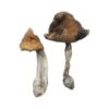 Hawaïaanse magische paddenstoelen