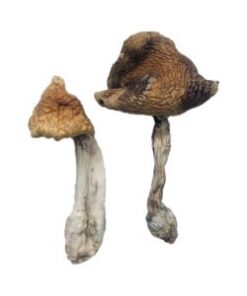 Hawaïaanse magische paddenstoelen