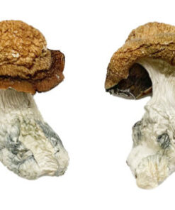 Makilla Gorilla Magische Paddestoelen