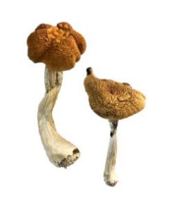 Maleisische magische paddenstoelen