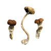 Maleisische magische paddenstoelen