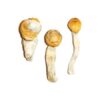 Penis Envy Magische Paddestoelen