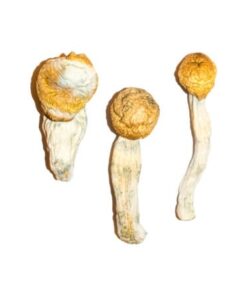 Penis Envy Magische Paddestoelen