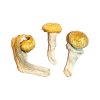 Penis Envy Magische Paddestoelen