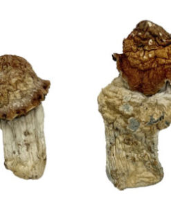 Vloedgolf magische paddenstoelen