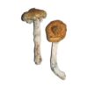 Vietnamese magische paddenstoelen