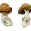 Makilla Gorilla Magische Paddestoelen