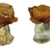 Oak Ridge magische paddenstoelen