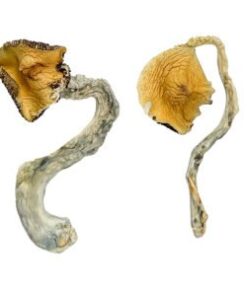 Panama Magische Paddestoelen