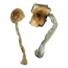 Quezon Magische Paddestoelen
