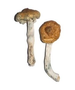 Vietnamese magische paddenstoelen