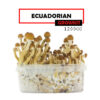 Wereld Growkit Mazatapec Medium