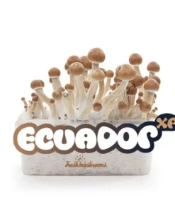 100% MYCELIUM Ecuador - Paddenstoelen kweekset