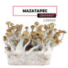 Wereld Growkit Mazatapec Medium