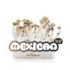 100% MYCELIUM Mexicaanse Paddenstoelen Kweekset